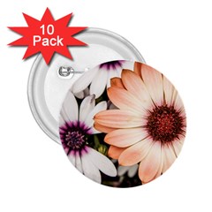 Beautiful Colourful African Daisies 2 25  Buttons (10 Pack)  by OZMedia