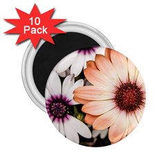 Beautiful Colourful African Daisies 2 25  Magnets (10 Pack)  by OZMedia