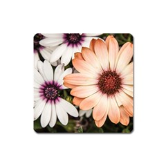 Beautiful Colourful African Daisies Square Magnet by OZMedia