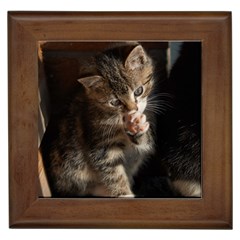 Talk To The Paw Framed Tiles by trendistuff