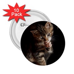 Talk To The Paw 2 25  Buttons (10 Pack)  by trendistuff