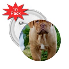 Cute Wrinkly Puppy 2 25  Buttons (10 Pack)  by trendistuff