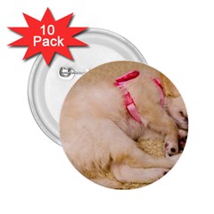 Adorable Sleeping Puppy 2 25  Buttons (10 Pack)  by trendistuff