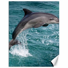 Dolphin Canvas 12  X 16   by trendistuff