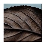 Leaf Veins Nerves Macro Closeup Tile Coasters Front