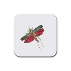 Grasshopper Insect Animal Isolated Rubber Coaster (square)  by Nexatart