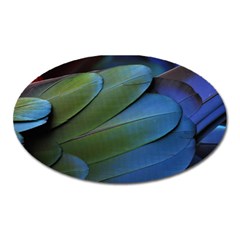 Feather Parrot Colorful Metalic Oval Magnet by Amaryn4rt