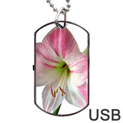 Flower Blossom Bloom Amaryllis Dog Tag Usb Flash (two Sides) by Nexatart