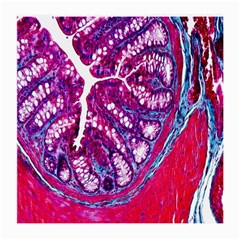 Histology Inc Histo Logistics Incorporated Masson s Trichrome Three Colour Staining Medium Glasses Cloth (2-side) by Mariart