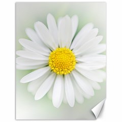 Art Daisy Flower Art Flower Deco Canvas 12  X 16   by Nexatart