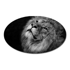 Feline Lion Tawny African Zoo Oval Magnet by BangZart