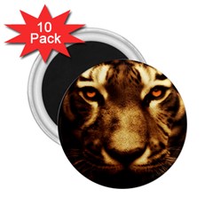 Cat Tiger Animal Wildlife Wild 2 25  Magnets (10 Pack)  by Celenk