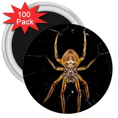 Nsect Macro Spider Colombia 3  Magnets (100 Pack) by Celenk