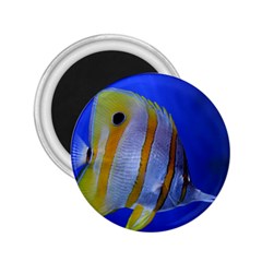 Butterfly Fish 1 2 25  Magnets by trendistuff