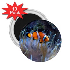 Clownfish 2 2 25  Magnets (10 Pack)  by trendistuff