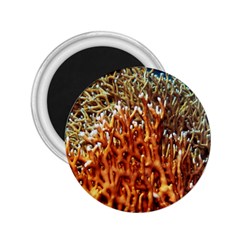 Fire Coral 1 2 25  Magnets by trendistuff