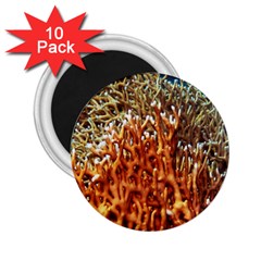 Fire Coral 1 2 25  Magnets (10 Pack)  by trendistuff