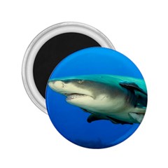 Lemon Shark 2 25  Magnets by trendistuff