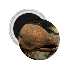 Moray Eel 1 2 25  Magnets by trendistuff