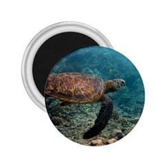 Sea Turtle 3 2 25  Magnets by trendistuff