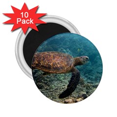 Sea Turtle 3 2 25  Magnets (10 Pack)  by trendistuff