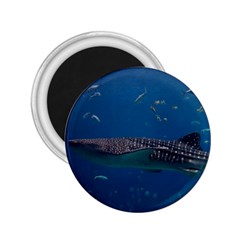 Whale Shark 1 2 25  Magnets by trendistuff