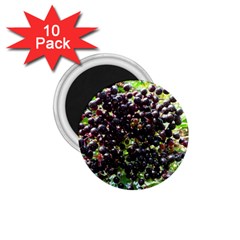 Elderberries 1 75  Magnets (10 Pack)  by trendistuff