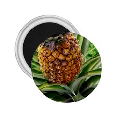 Pineapple 2 2 25  Magnets by trendistuff