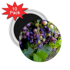 Grapes 2 2 25  Magnets (10 Pack)  by trendistuff