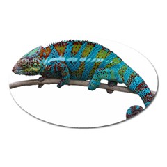 Reptile Lizard Animal Isolated Oval Magnet by Sapixe