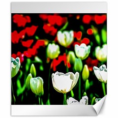 White And Red Sunlit Tulips Canvas 8  X 10  by FunnyCow