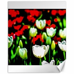 White And Red Sunlit Tulips Canvas 11  X 14   by FunnyCow