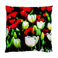 White And Red Sunlit Tulips Standard Cushion Case (one Side) by FunnyCow