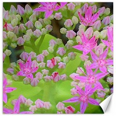 Hot Pink Succulent Sedum With Fleshy Green Leaves Canvas 20  X 20  by myrubiogarden