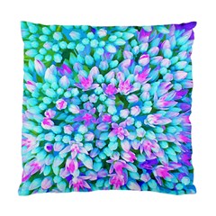 Blue And Hot Pink Succulent Sedum Flowers Detail Standard Cushion Case (two Sides) by myrubiogarden