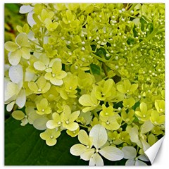 Elegant Chartreuse Green Limelight Hydrangea Macro Canvas 20  X 20  by myrubiogarden