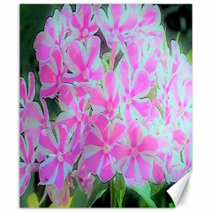 Hot Pink And White Peppermint Twist Garden Phlox Canvas 20  X 24  by myrubiogarden