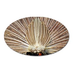 Peacock Wheel Bird Nature Oval Magnet by Wegoenart