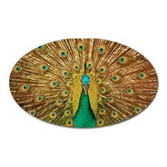 Peacock Feather Bird Peafowl Oval Magnet by Wegoenart