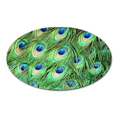 Peacock Feathers Peafowl Oval Magnet by Wegoenart