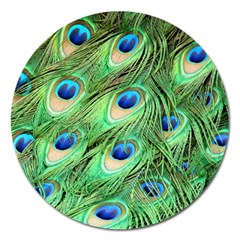 Peacock Feathers Peafowl Magnet 5  (round) by Wegoenart