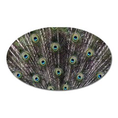 Background Peacock Feathers Oval Magnet by Wegoenart