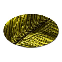 Feather Macro Bird Plumage Nature Oval Magnet by Wegoenart