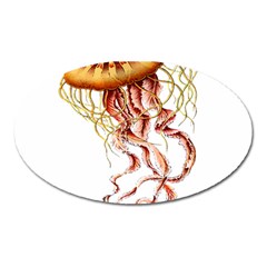 Animal Art Forms In Nature Jellyfish Oval Magnet by Wegoenart