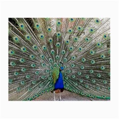 Peacock Bird Animal Feather Small Glasses Cloth by Pakrebo