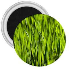 Agricultural Field   3  Magnets by rsooll