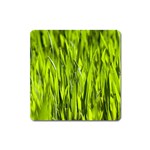 Agricultural field   Square Magnet Front