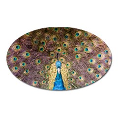 Peacock Feather Peacock Feather Oval Magnet by Pakrebo