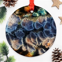 Tree Fungus Branch Ornament (round) by okhismakingart