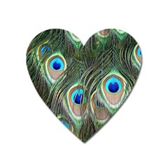 Peacock Feathers Peacock Bird Heart Magnet by Wegoenart